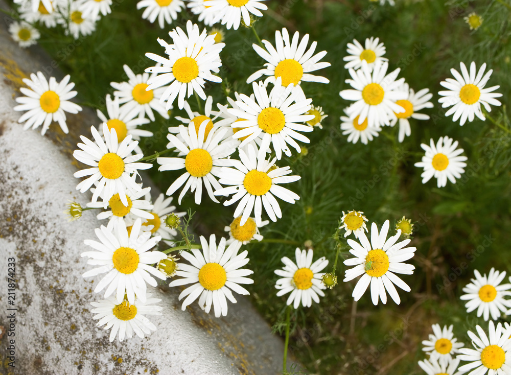 Bunch of blossoming chamomiles. They are beautiful and healing as well. Favourable for inflammations. Bunch of blossoming chamomiles. They are beautiful and healing as well. Favourable for inflammations.