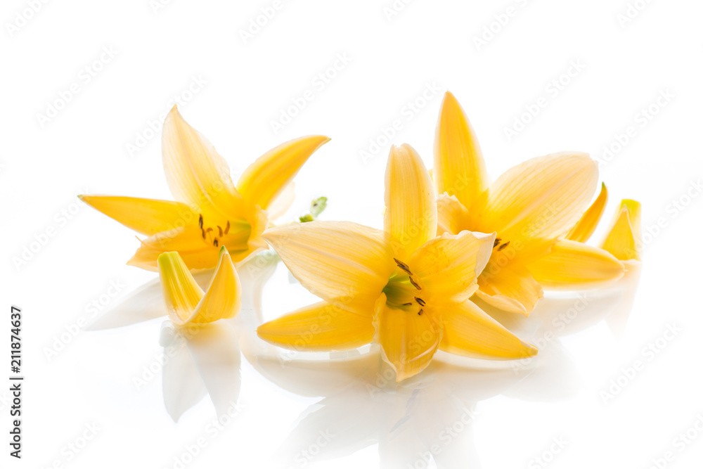 Fototapeta premium Yellow Lily flowers and buds