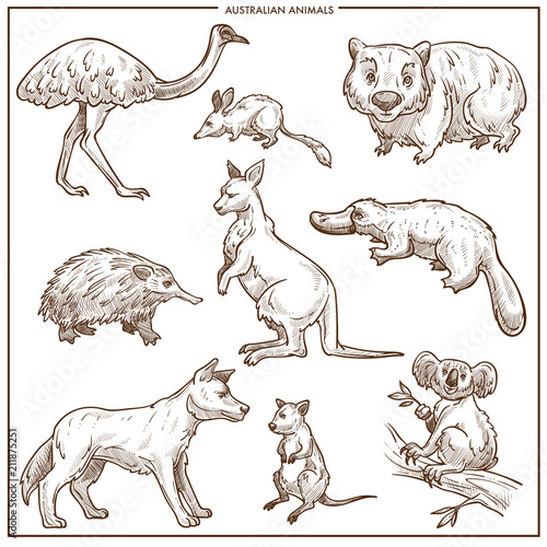 Australian animals and birds vector sketch