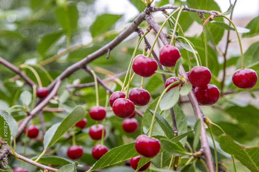  sweet red cherries ripen on tree in the garden