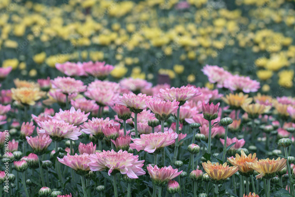Obraz premium Colorful Chrysanthemum flower.Sometimes called mums or chrysanths in meadow background.(Dendranthemum grandifflora)