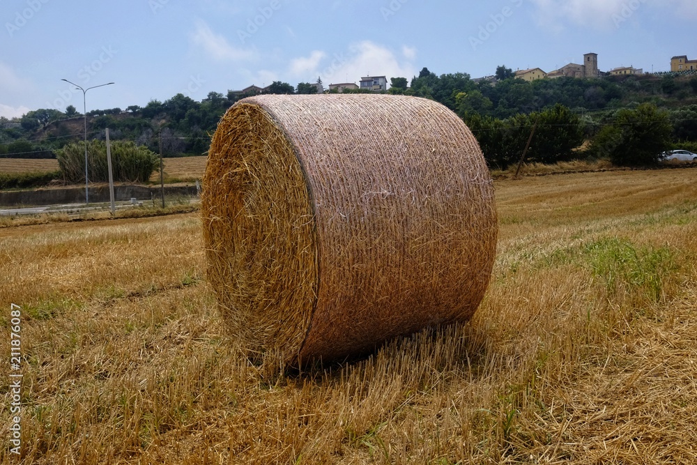 field with round bales
