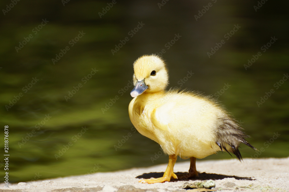 Cute little duckling standing in a lake coast Cute little duckling standing in a lake coast