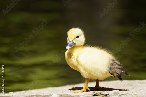 Cute little duckling standing in a lake coast