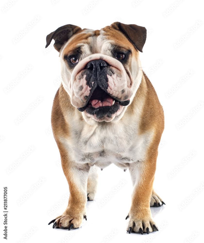 english bulldog