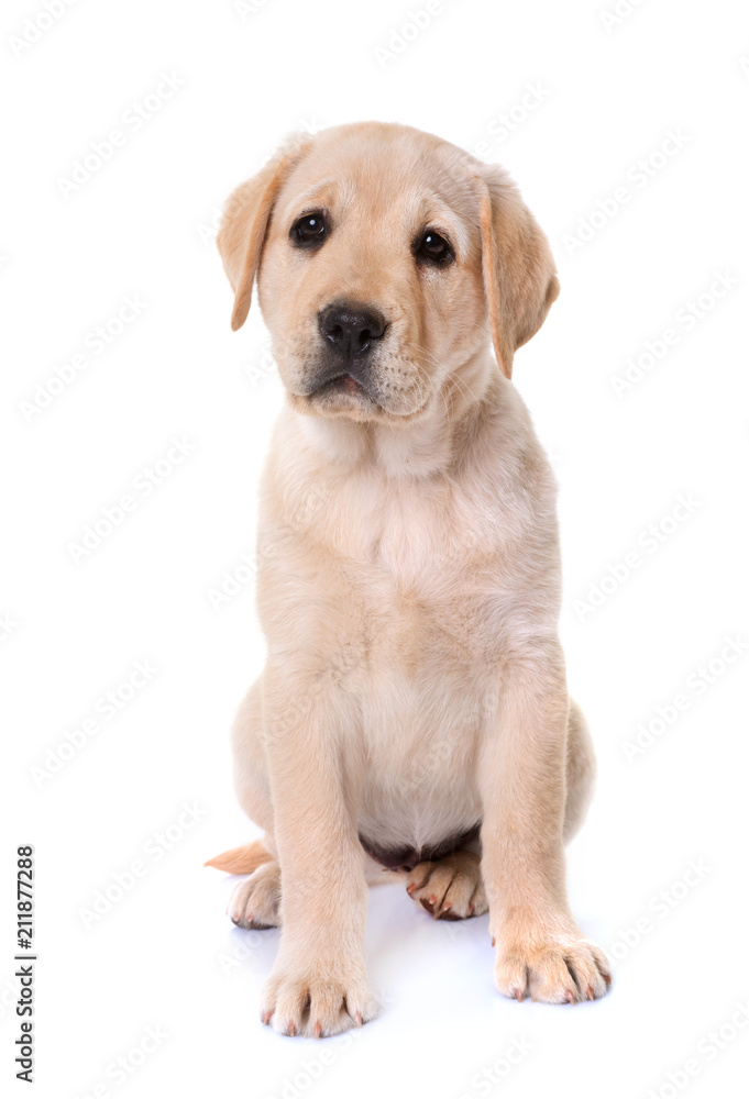 puppy labrador retriever