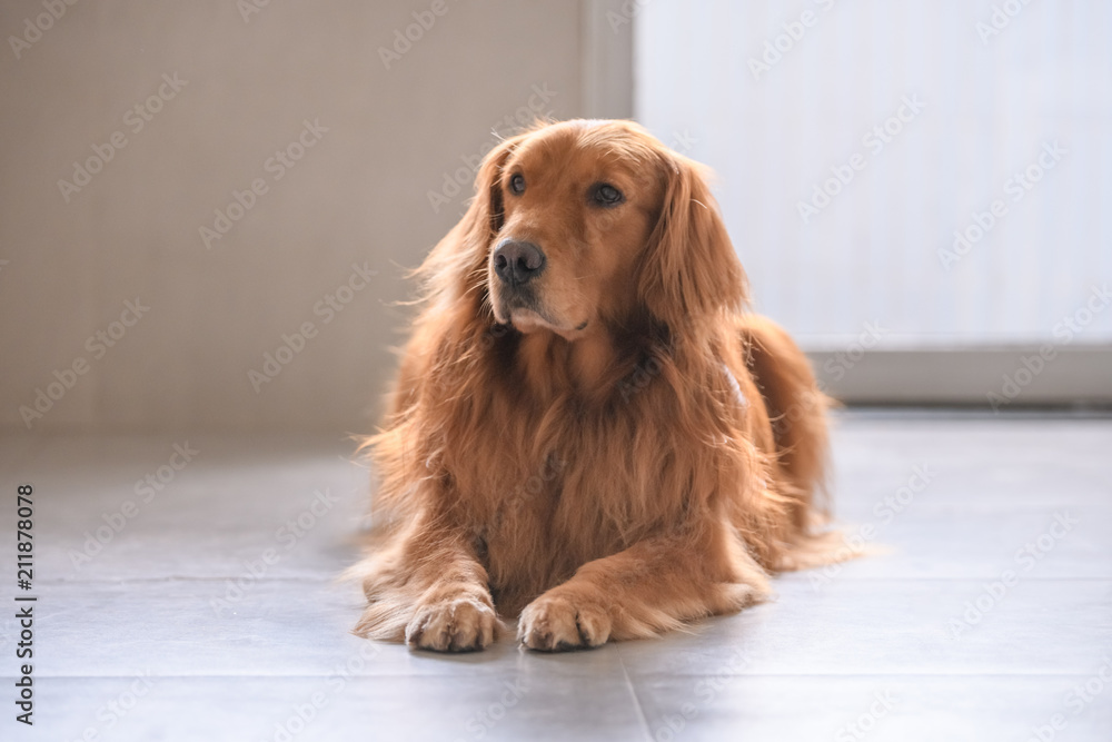 Lovely golden Retriever.