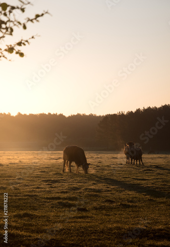 Rural Sunrise 