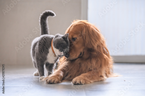 British short hair cat and golden retriever photo