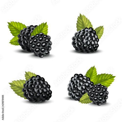 Realistic Detailed 3d Blackberries with Green Leaves Set. Vector