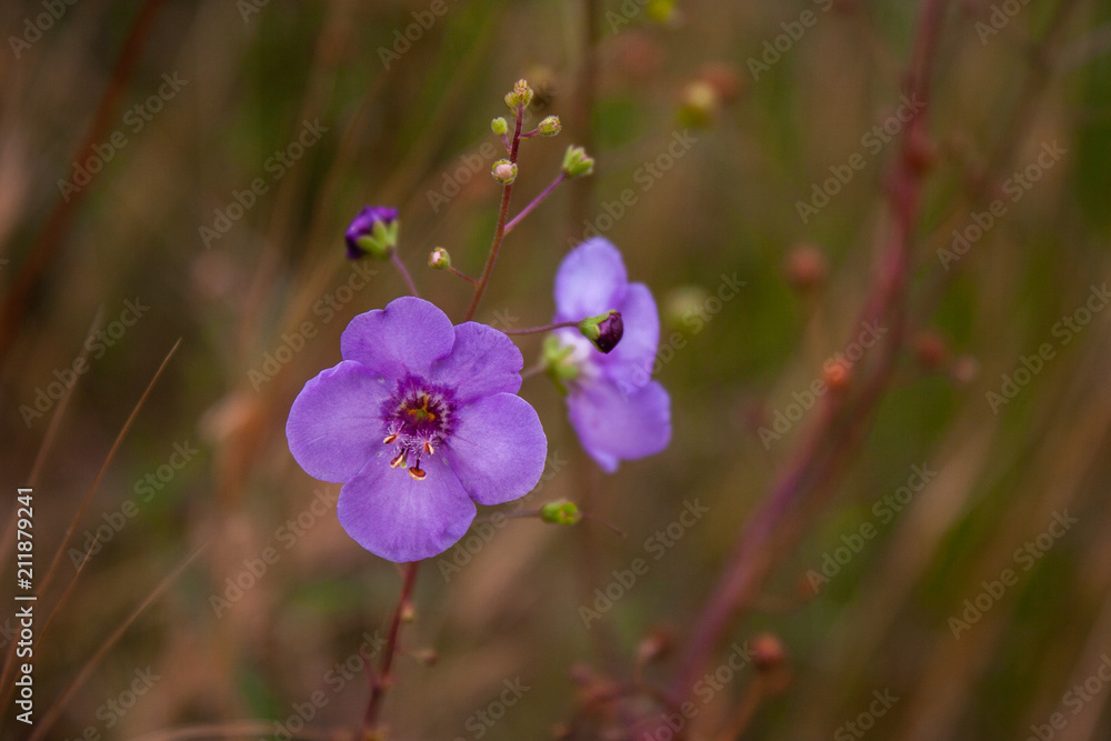 Flowers of orchid pink in the field. Orchidaceae. Flowers of orchid pink in the field. Orchidaceae.