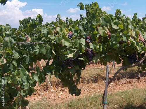 Vigneto, Cannonau di Sardegna