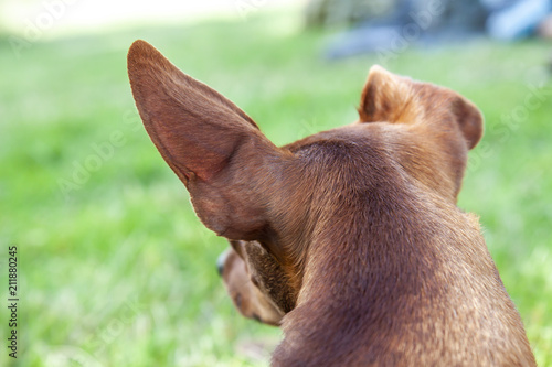 Miniature pinscher observing something during festival