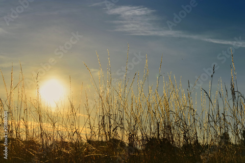 Twilight behind grass of a meadow in the countryside