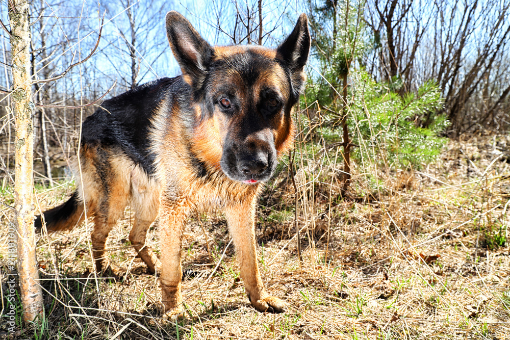 Dog German Shepherd outdoors in a summer