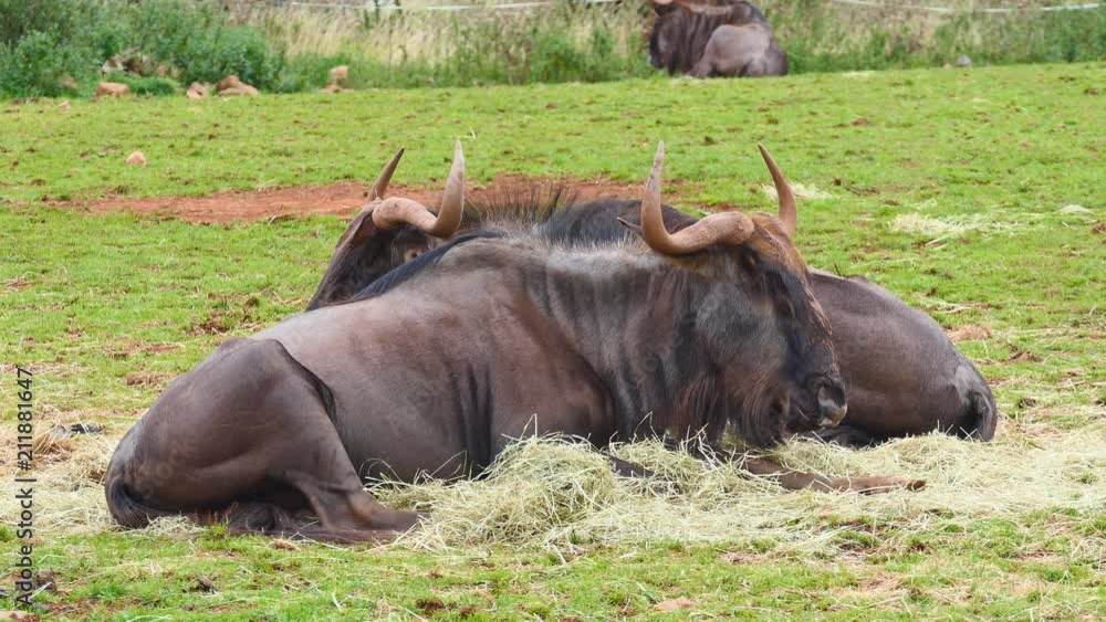 Wildebeests resting on the grass. Wildebeests resting on the grass.