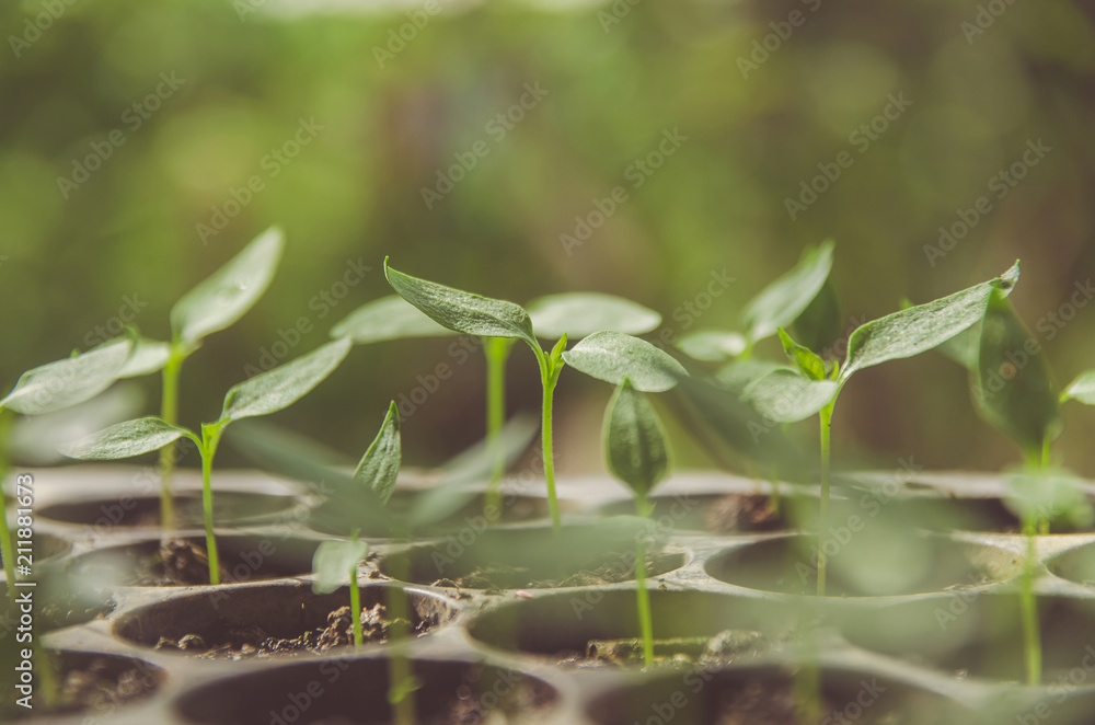 Greenery of young plant and seedling are growing in the pot. Greenery of young plant and seedling are growing in the pot.