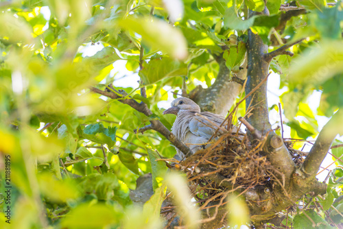Pigeon chick in a nest in an apple tree in sunlight in summer