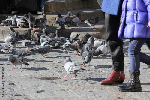 Obraz na płótnie Lot of pigeon on the street in Florence, Italy