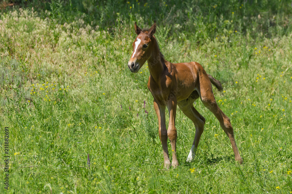 Fototapeta premium Portrait of young curious and lonely foal on a spring pasture