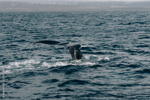 The tail of a humpback whale in the sea © Станислав Иванов