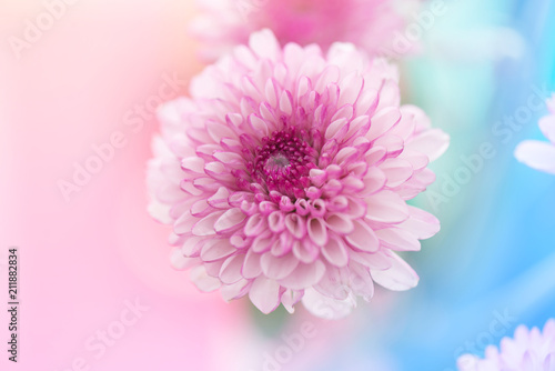 abstract pink white chrysanthemum flowers