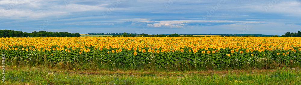 Panoramic photo of a large field with sunflowers. Against the backdrop of the sky they look like a lot of suns dazzling their yellow light