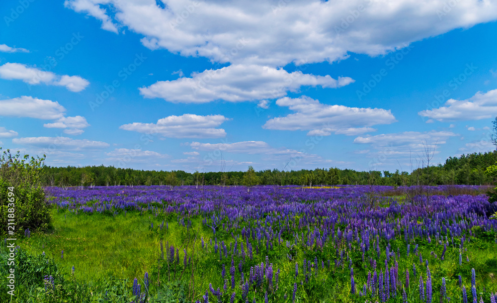 a lawn in the middle of a green forest, densely planted with flowers of blue lupine a lawn in the middle of a green forest, densely planted with flowers of blue lupine