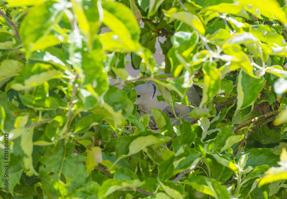Pigeon chick in a nest in an apple tree in sunlight in summer Pigeon chick in a nest in an apple tree in sunlight in summer