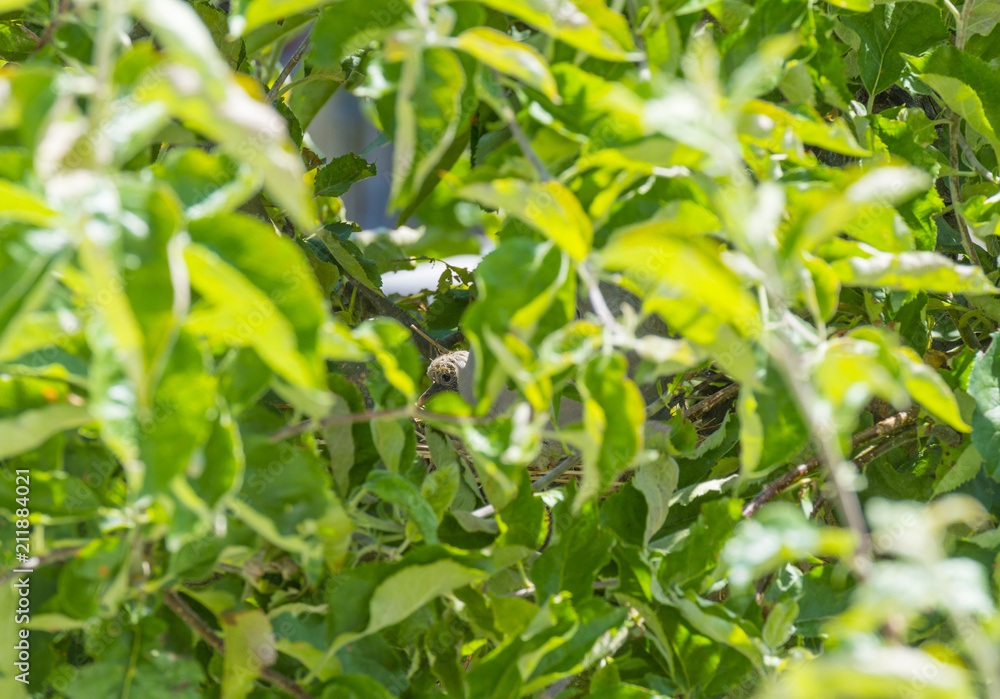 Pigeon chick in a nest in an apple tree in sunlight in summer Pigeon chick in a nest in an apple tree in sunlight in summer