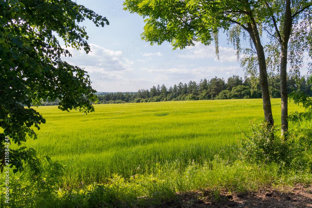 bright greenery on the field lit by a clear sun among tree planting bright greenery on the field lit by a clear sun among tree planting
