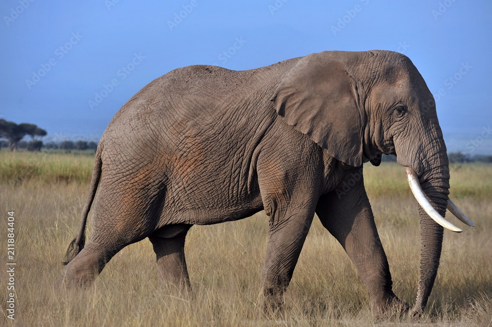 Kenya. Elephant on a morning walk through the savannah