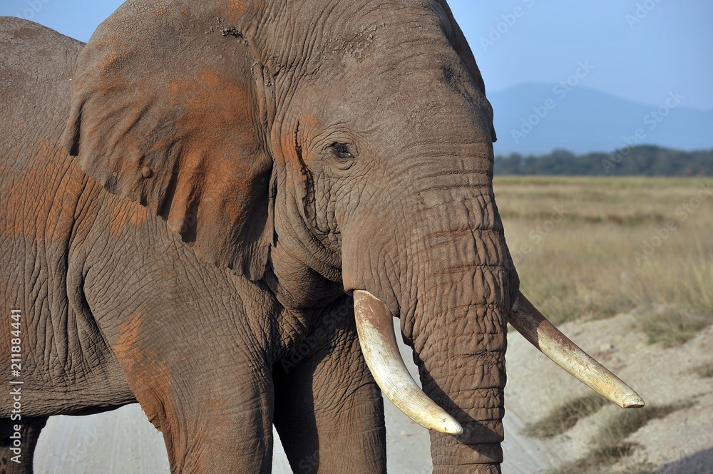 Fototapeta premium Kenya. Elephant on a morning walk through the savannah