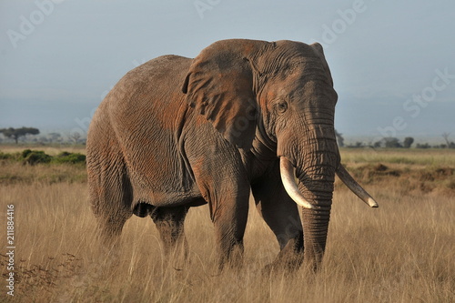 Kenya. Elephant on a morning walk through the savannah