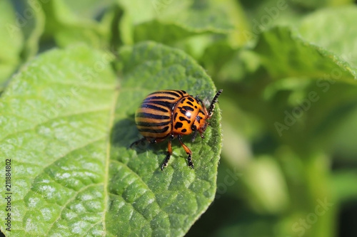 The Colorado beetle eats green leaves of potatoes. Macro shot of the pest on the nightshade bushes. Striped insect destroys agro-industrial culture. The threat to the agricultural crop. Farmer's every © Xato Lux