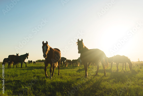 Horse road steppe
