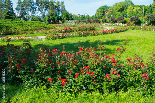 Fototapeta Naklejka Na Ścianę i Meble -  shrubs of scarlet roses on the background of a grove at noon