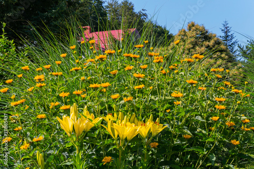 Fototapeta Naklejka Na Ścianę i Meble -  Magnificent yellow lilies against the background of small orange flowers and blue sky