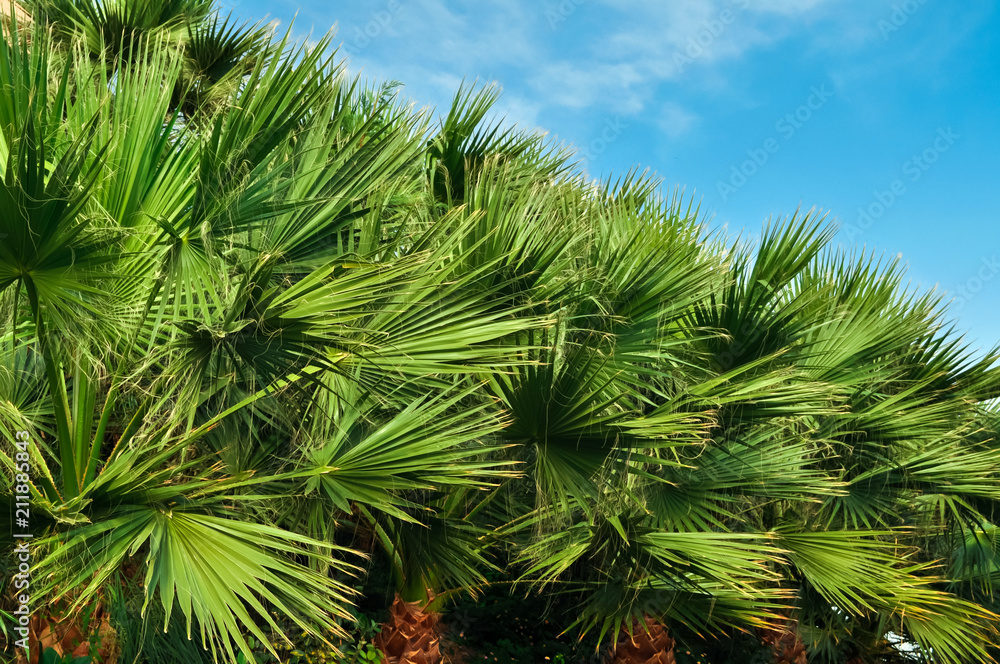 Beautiful tropical palm trees in the blue sunny sky . Beautiful tropical palm trees in the blue sunny sky .