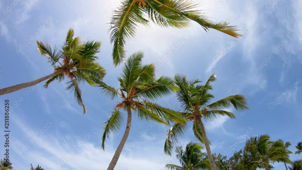 High palm trees, beautiful sky, summer. Hawaiian Islands. Beach / Beautiful palm leaves, clouds. Beautiful place. Vacation. The best beaches of the world
