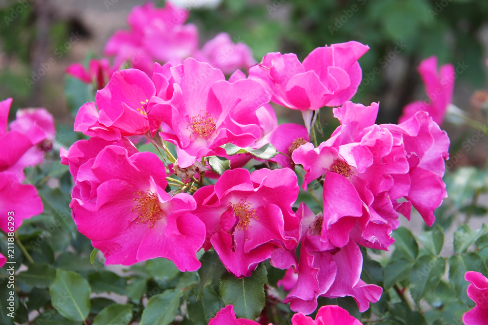 Pink Rose flowers in the garden Pink Rose flowers in the garden