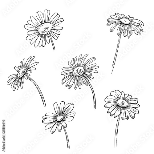 Set of Chamomile (Daisy), black and white monochrome flowers, realistic botanical sketch on white background for design, hand draw in engraving vintage style, etching, stamp for embossing, vector