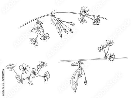 Spring blossom (bloom), set of branches with cherry flowers, buds, leaves, hand draw sketch in engraving vintage style, outline on white background, vector illustration