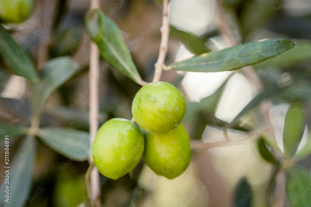 Close up view of Farmer hands holding a handful of fresh harvested olives