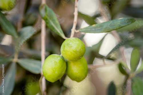 Wallpaper Mural Close up view of Farmer hands holding a handful of fresh harvested olives Torontodigital.ca