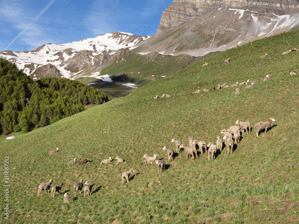 sheep in haute provence park mercantour near col de vars in sunny meadow with snow capped mountains in the background