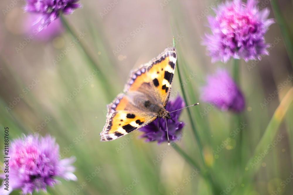 butterflies on a meadow butterflies on a meadow