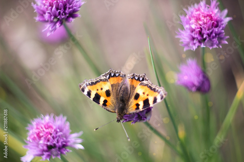 butterflies on a meadow ©  Alena Ivanova