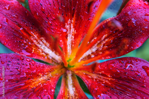 Drops of water after a rain on petals of a flower of a red violet lily