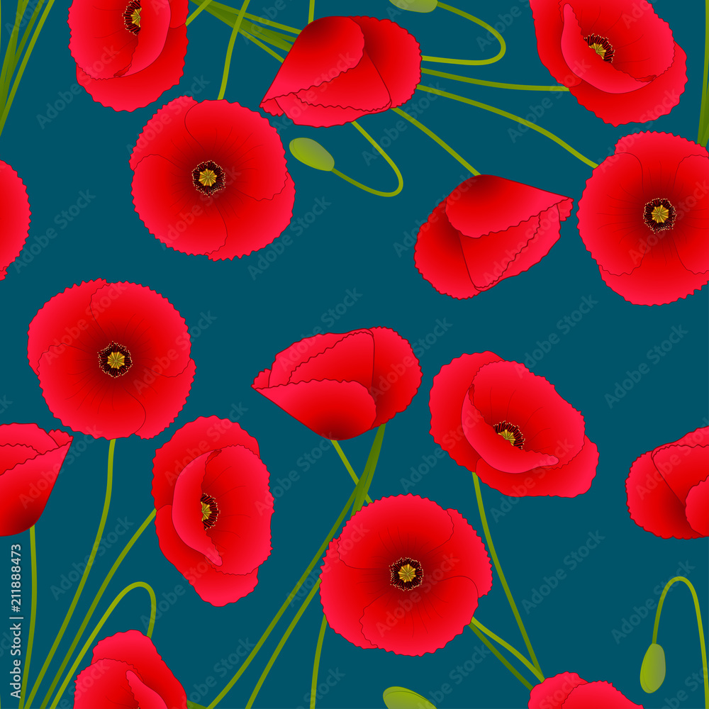Fototapeta premium Red Corn Poppy on Indigo Blue Background.